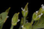 Field pepperweed